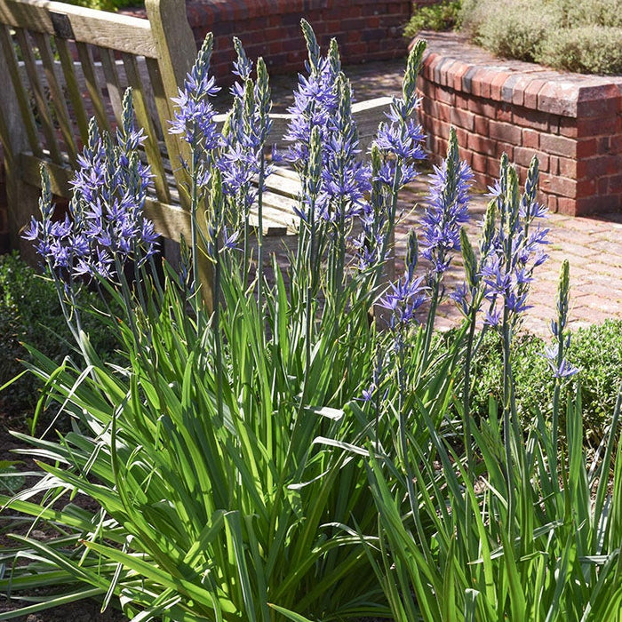 Camassia Lily|Purple Camassia Lily Bulbs, Camassia leichtinii or Camassia caerulea, Camassia Lily or Camas Lily