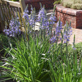 Camassia Lily|Purple Camassia Lily Bulbs, Camassia leichtinii or Camassia caerulea, Camassia Lily or Camas Lily