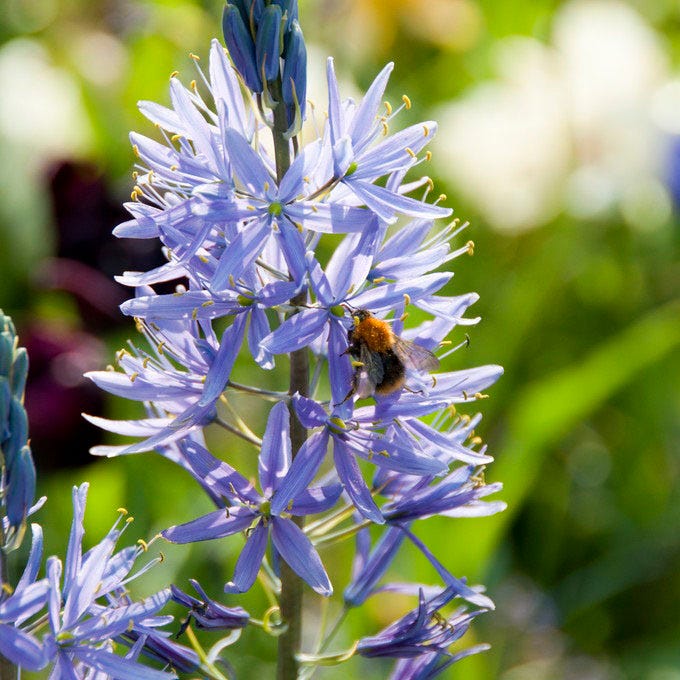 Camassia Lily|Purple Camassia Lily Bulbs, Camassia leichtinii or Camassia caerulea, Camassia Lily or Camas Lily
