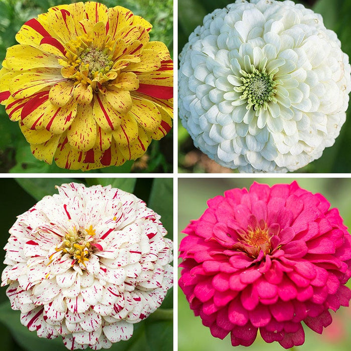 Candyland Zinnia Seed Mix|Candyland Zinnia Seed Mix