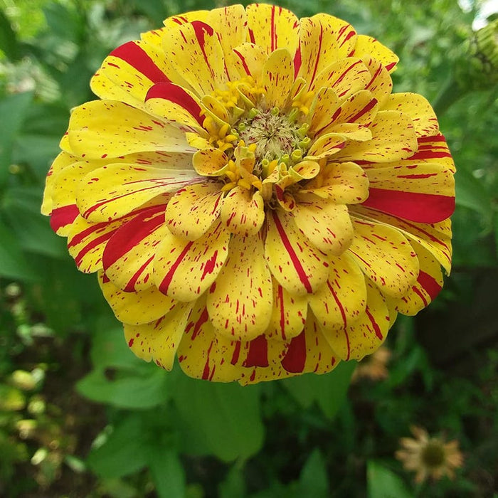 Candyland Zinnia Seed Mix|Zinnia Candy Stripe