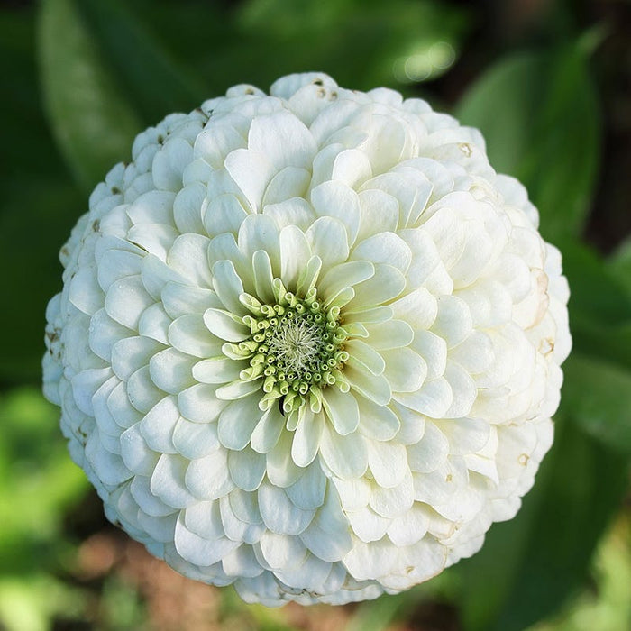 Candyland Zinnia Seed Mix|Zinnia Flowered White