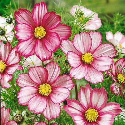 Candystripe Cosmos Seeds|Pink and White Cosmos Seeds Candystripe, Cosmos bipinnatus, Cosmos