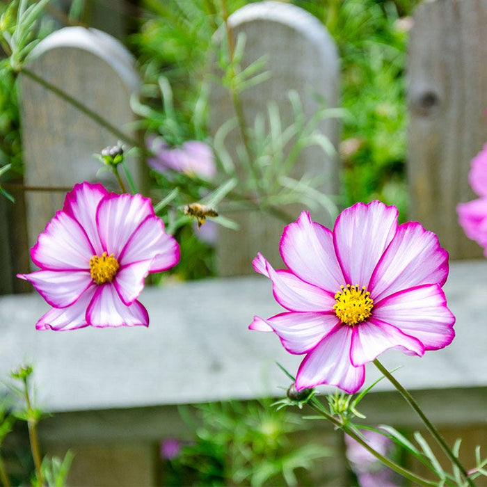 Candystripe Cosmos Seeds|Pink and White Cosmos Seeds Candystripe, Cosmos bipinnatus, Cosmos