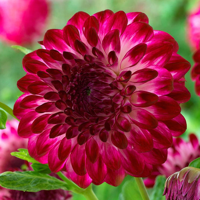 Caproz Pizzazz Semi Dinner Plate Dahlia|Purple Dahlia Caproz Pizzazz, Semi-Dinnerplate Decorative Dahlia