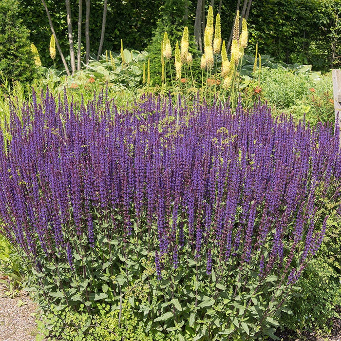 Caradonna Meadow Sage|Caradonna Meadow Sage, Salvia Caradonna