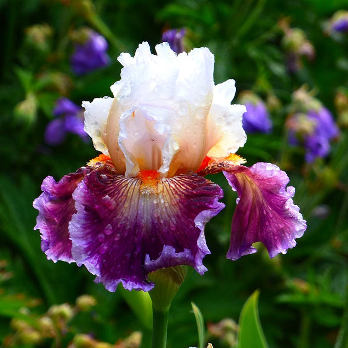Care to Dance Bearded Iris|Care to Dance Bearded Iris, Purple and Cream