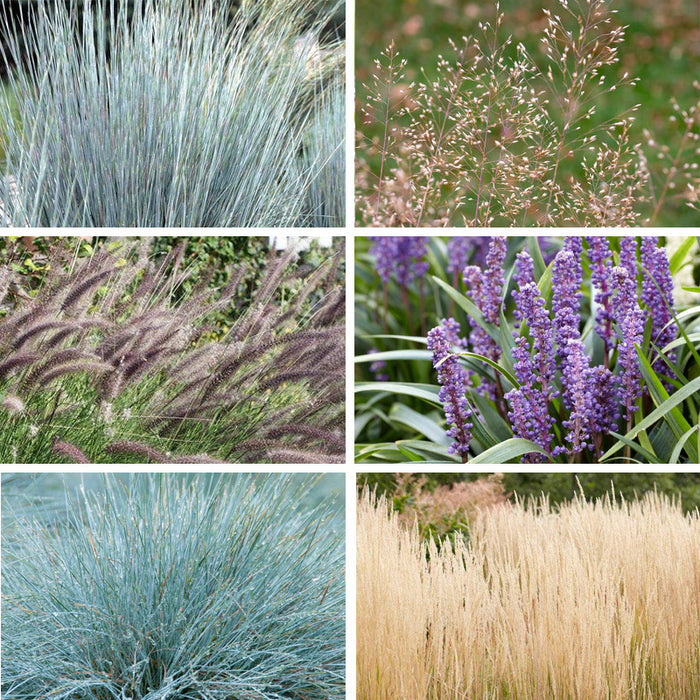 Carefree Ornamental Grass Pre-Planned Garden