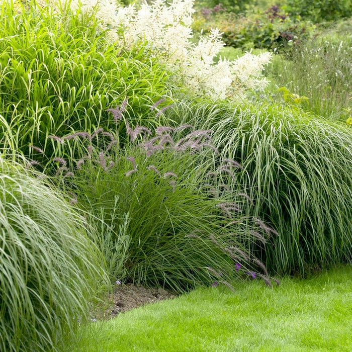 Carefree Ornamental Grass Pre-Planned Garden|Carefree Ornamental Grass Pre-Planned Garden
