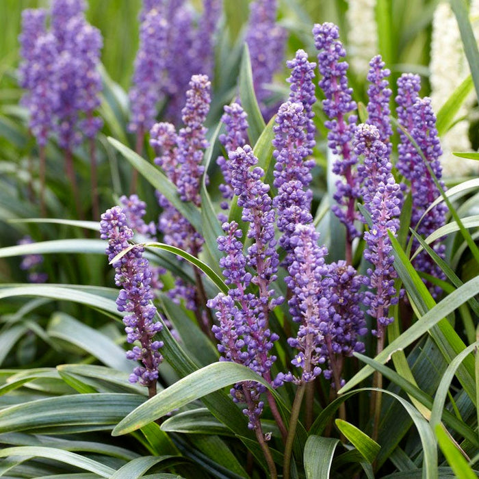 Carefree Ornamental Grass Pre-Planned Garden|Big Blue Liriope Grass