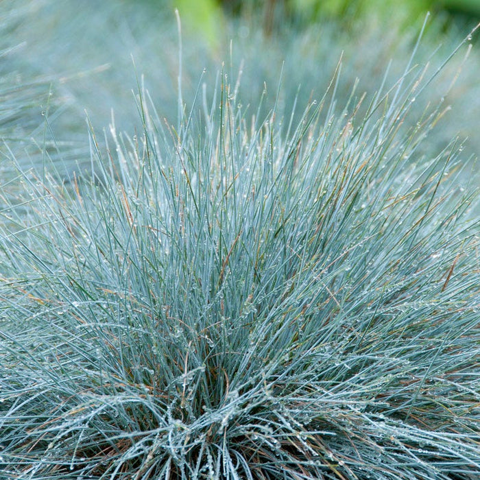 Carefree Ornamental Grass Pre-Planned Garden|Elijah Blue Fescue Grass