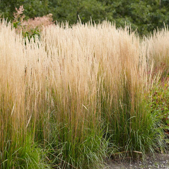 Carefree Ornamental Grass Pre-Planned Garden|Karl Foerster Feather Reed Grass
