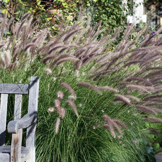 Carefree Ornamental Grass Pre-Planned Garden|Red Head Fountain Grass