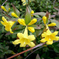 Carolina Jessamine|Carolina Jessamine, Gelsemium sempervirens