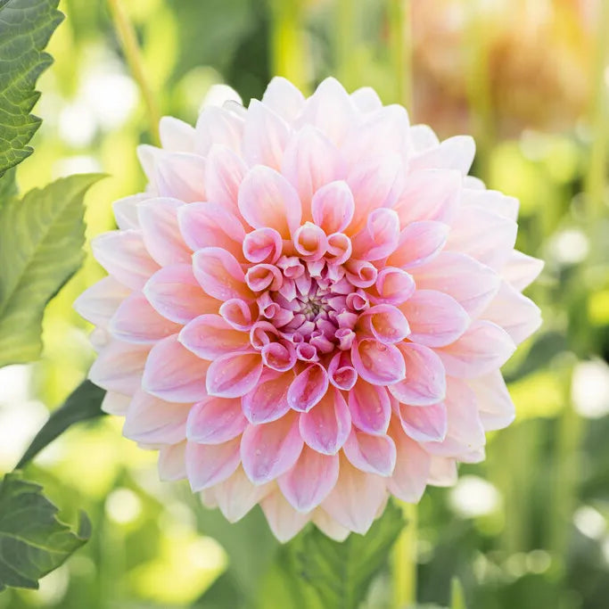 Castle Drive Decorative Dahlia
