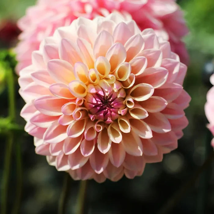 Castle Drive Decorative Dahlia