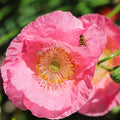 Champagne Bubbles Pink Iceland Poppy|Champagne Bubbles Pink Iceland Poppy, Papaver nudicaule 'Champagne Bubbles Pink'
