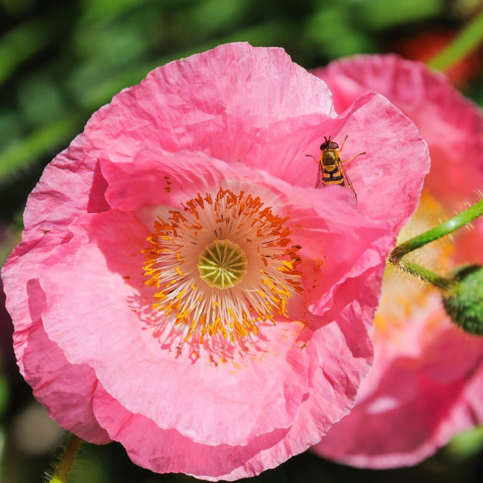 Champagne Bubbles Pink Iceland Poppy|Champagne Bubbles Pink Iceland Poppy, Papaver nudicaule 'Champagne Bubbles Pink'