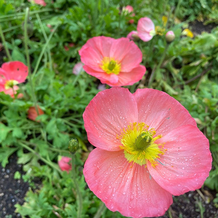 Champagne Bubbles Pink Iceland Poppy|Champagne Bubbles Pink Iceland Poppy, Papaver nudicaule 'Champagne Bubbles Pink'