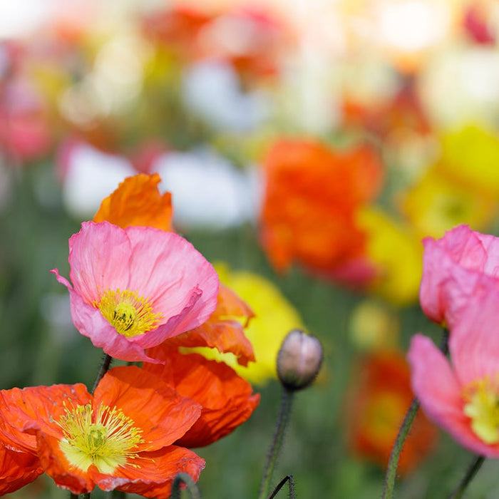 Champagne Bubbles Pink Iceland Poppy|Champagne Bubbles Pink Iceland Poppy, Papaver nudicaule 'Champagne Bubbles Pink'