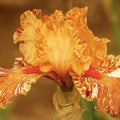 Cheetah Cheese Bearded Iris|Cheetah Cheese Bearded Iris, Orange