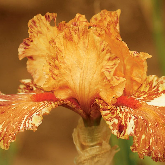 Cheetah Cheese Bearded Iris|Cheetah Cheese Bearded Iris, Orange