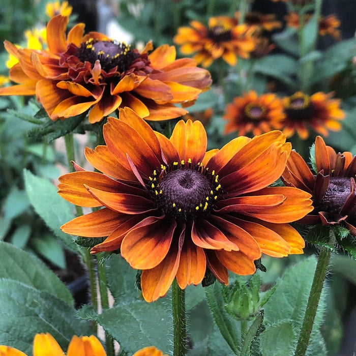 Cherokee Sunset Black-Eyed Susan|Cherokee Sunset Black-Eyed Susan, Rudbeckia hirta