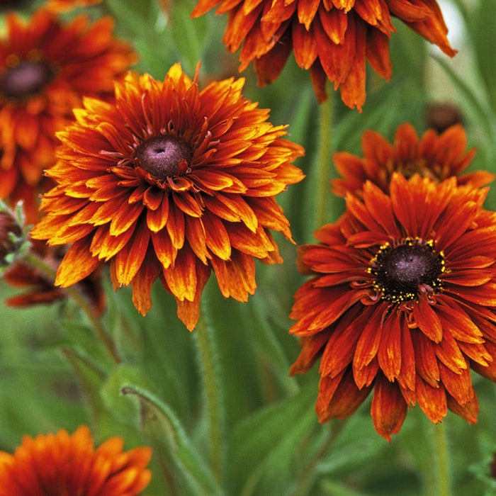 Cherokee Sunset Black-Eyed Susan|Cherokee Sunset Black-Eyed Susan, Rudbeckia hirta
