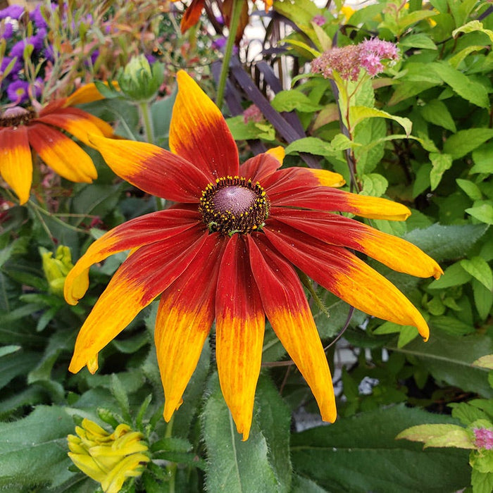 Cherokee Sunset Black-Eyed Susan|Cherokee Sunset Black-Eyed Susan, Rudbeckia hirta