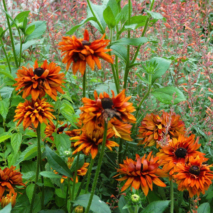 Cherokee Sunset Black-Eyed Susan|Cherokee Sunset Black-Eyed Susan, Rudbeckia hirta