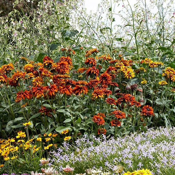Cherokee Sunset Black-Eyed Susan|Cherokee Sunset Black-Eyed Susan, Rudbeckia hirta