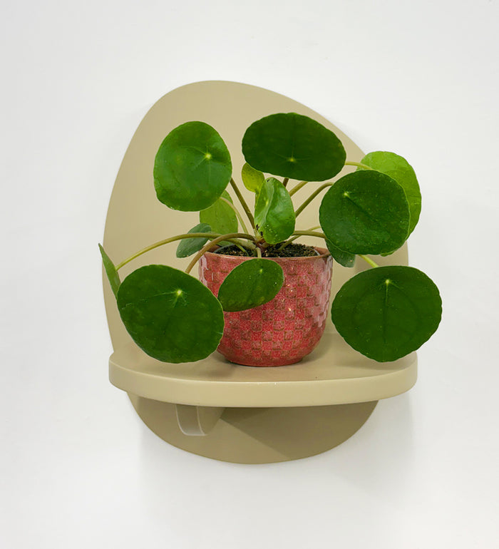 Chinese Money Plant