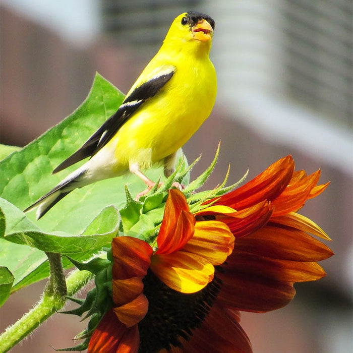 Chocolate Cherry Sunflower Seeds|Sunflower Seeds Chocolate Cherry, Helianthus annuus Chocolate Cherry with yellow bird