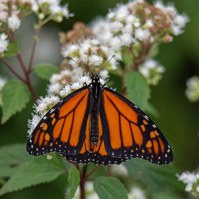 Chocolate Joe Pye Weed|White Joe Pye Weed Chocolate with Monarch Butterfly