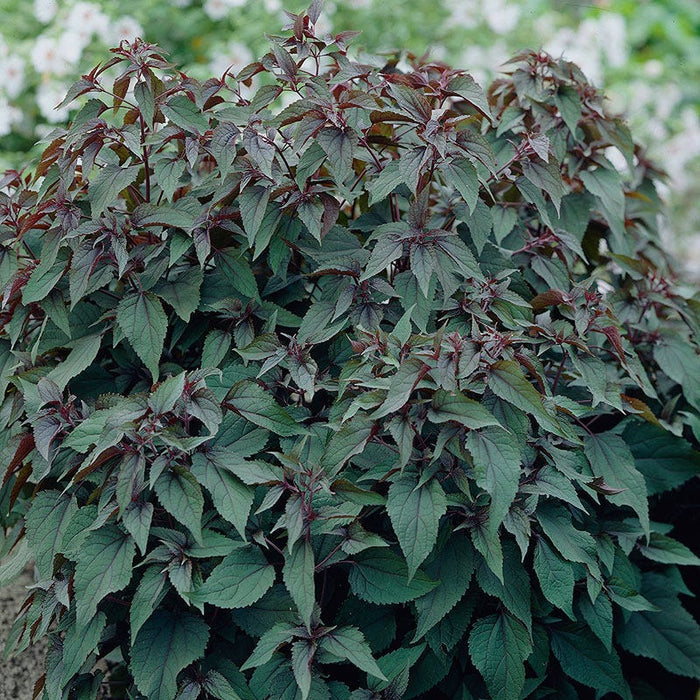 Chocolate Joe Pye Weed|White Joe Pye Weed Chocolate, Eupatorium rugosum, Joe Pye Weed