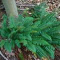 Christmas Fern|Christmas Fern, Polystichum acrostichoides