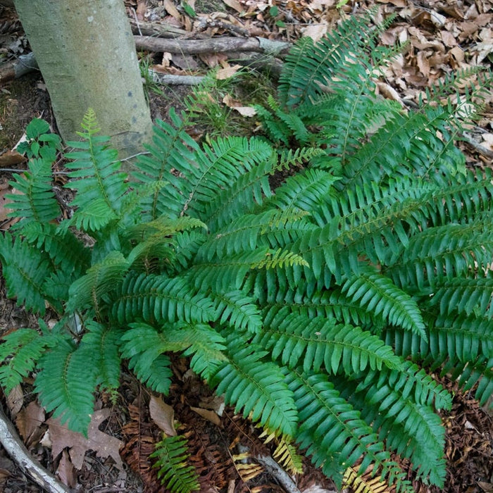 Christmas Fern|Christmas Fern, Polystichum acrostichoides