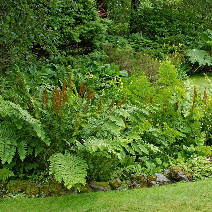 Cinnamon Fern|Osmunda cinnamomea, Cinnamon Fern in garden