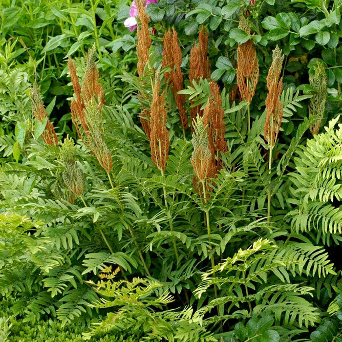 Cinnamon Fern|Osmunda cinnamomea, Cinnamon Fern with plumes