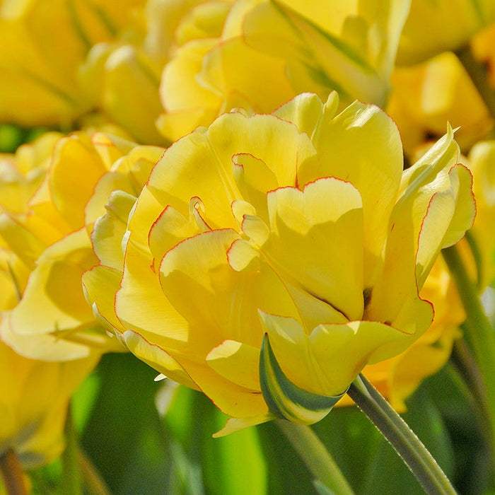 Circus Tent Tulip Collection|Akebono Darwin Tulip
