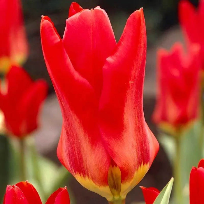Circus Tent Tulip Collection|Red Emperor Tulip