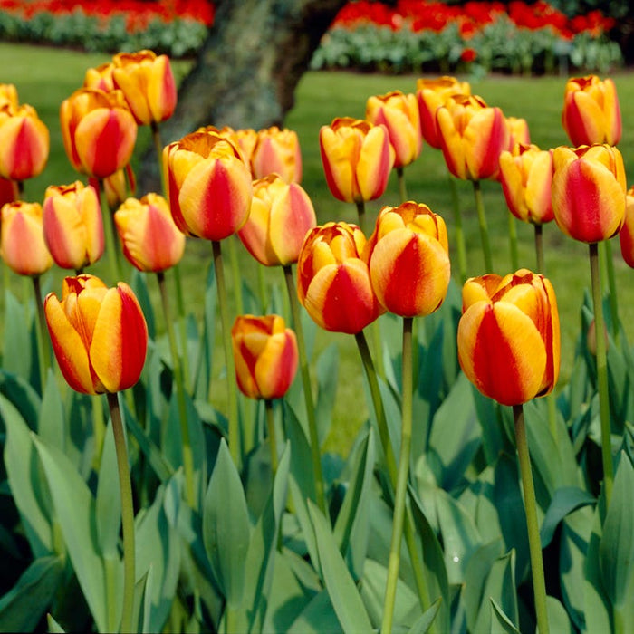 Circus Tent Tulip Collection|Apeldoorn Elite Darwin Tulip