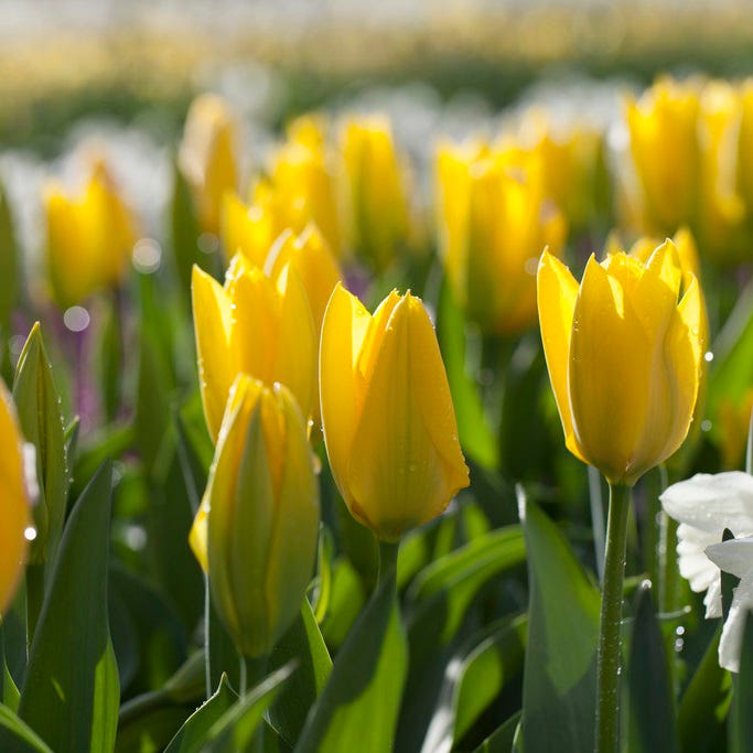 Circus Tent Tulip Collection|Yellow Emperor Tulip