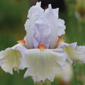 Classic Cool Bearded Iris|Classic Cool Bearded Iris