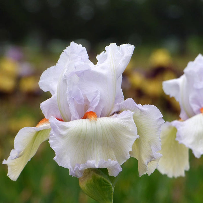 Classic Cool Bearded Iris|Classic Cool Bearded Iris