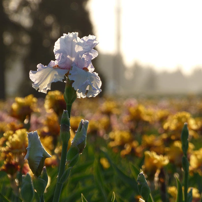 Classic Cool Bearded Iris|Classic Cool Bearded Iris