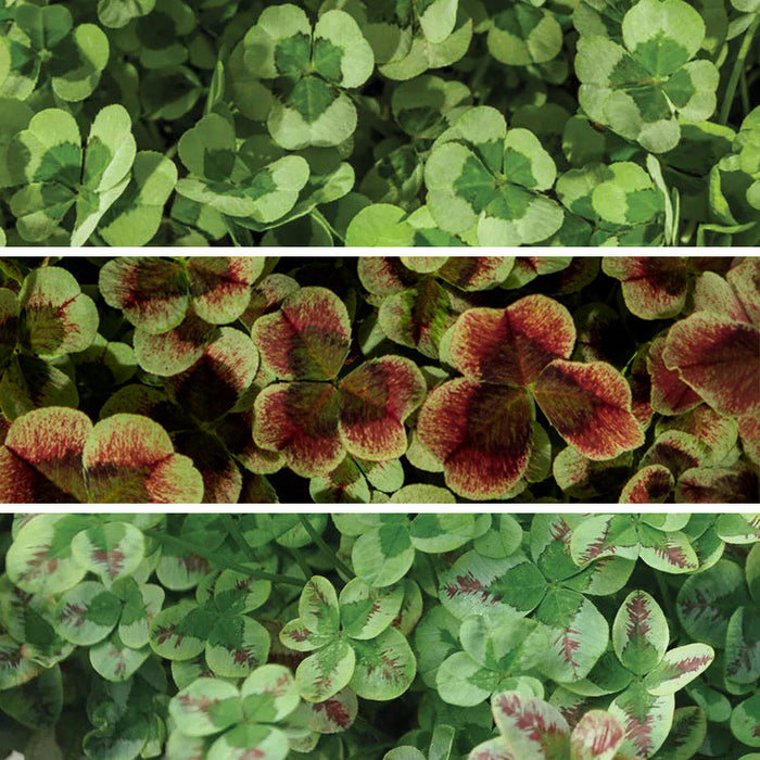 Clover Tapestry Lawn Plant Collection