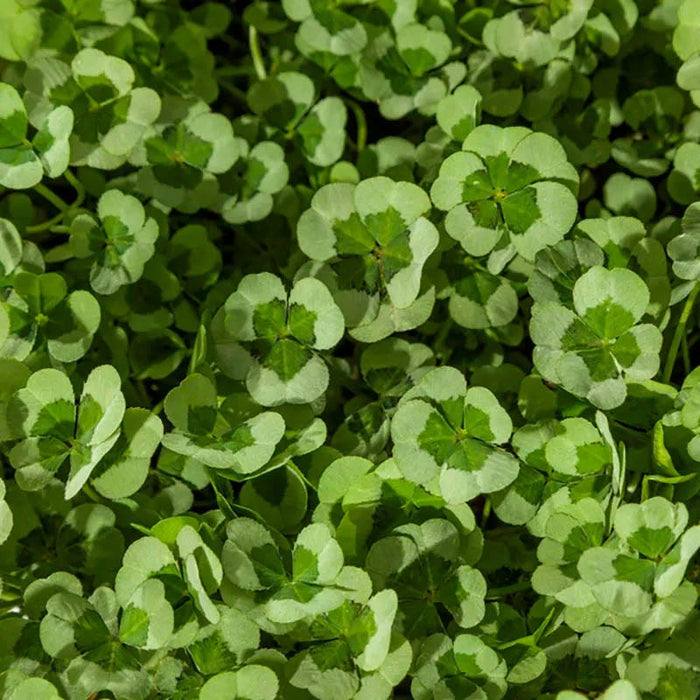 Clover Tapestry Lawn Plant Collection|4 Luck® Green Glow Clover