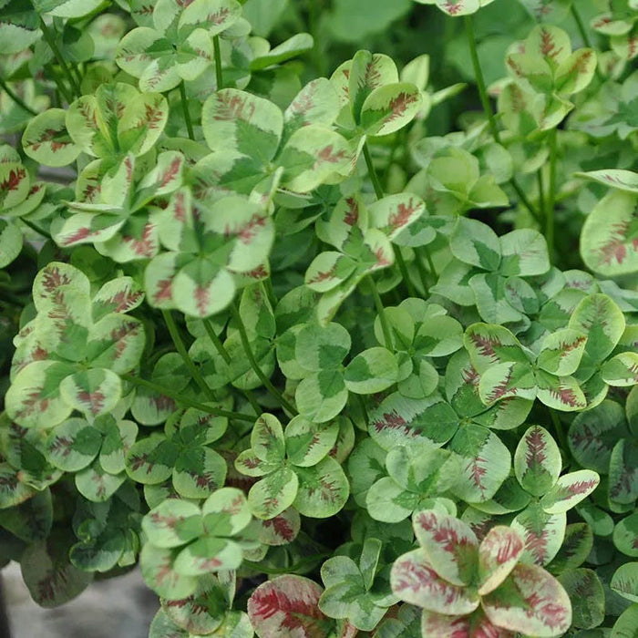 Clover Tapestry Lawn Plant Collection|4 Luck® Red Stripes Clover