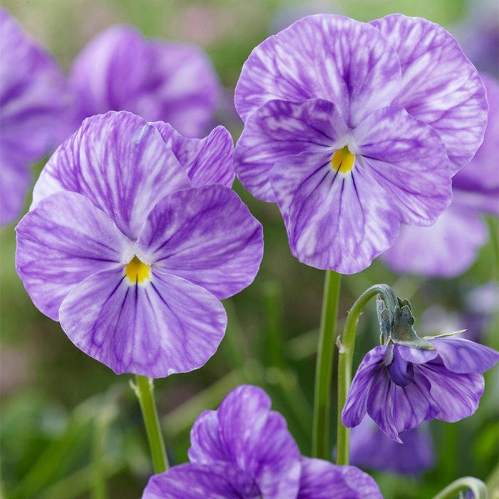 Columbine Tufted Violet|Purple Viola Columbine, Viola cornuta, Violet